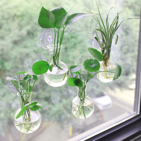 Faster shipping. Better service Light Bulb Vase, Wall Mounted Vase, Home Garden Wedding, Indoor Water Garden, Hanging Terrarium, Plant Hanging, Window Plants, Bulb Vase, Window Planters