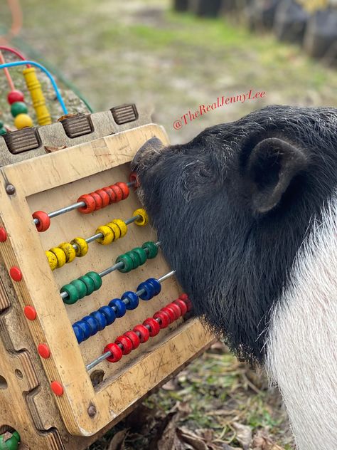 Potbelly Pig Pen Ideas, Goat Activities, Pig Enrichment Ideas, Pig Playground, Pig Pen Ideas, Toys For Pigs, Pig Enrichment, Mini Potbelly Pigs, Mini Pig Care