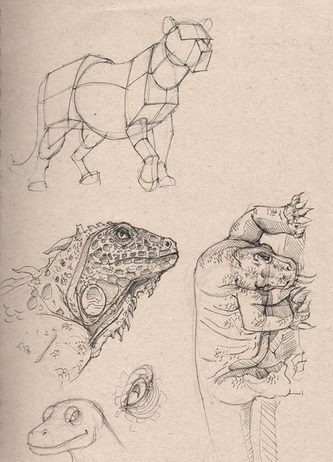 ArtBlog of Luis F. Sanchez: Dynamic Sketching at CDA Peter Han, Graphic Novel Illustration, Cats Art Drawing, Life Drawing Reference, Pencil Sketch Drawing, Nature Sketch, Art Basics, Animal Study, Cartoon Sketches