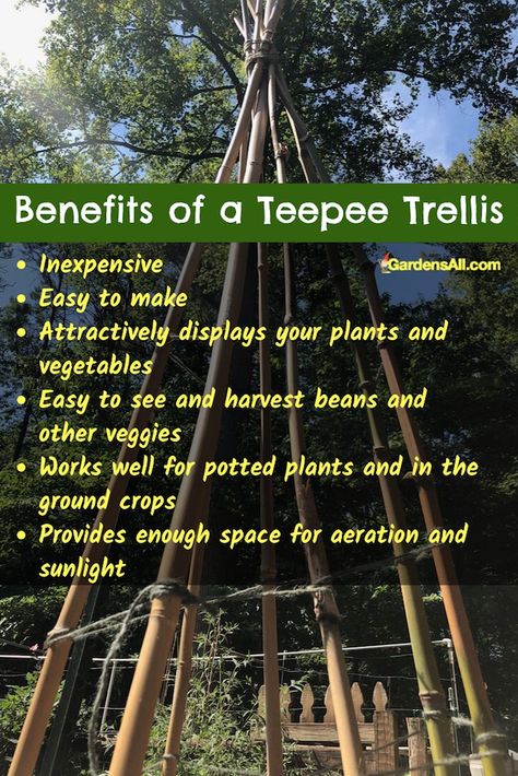 Pole Bean Teepee, Bamboo Garden Arch, Bamboo Teepee Trellis, Bean Teepee Diy, Pole Bean Trellis Ideas Diy, Garden Teepee Trellis, Growing Pole Beans Trellis Ideas, Green Bean Teepee, Teepee Trellis Diy