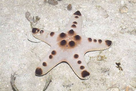 Chocolate Chip Starfish, Protoreastor nodosus Chocolate Chip Starfish, Fish Mobile, Drawing Reference, Starfish, Chocolate Chip, Sketch Book, Chef, Chips, Fish