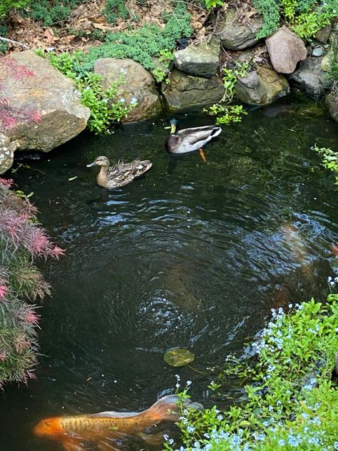 Ducks visit the pond Garden With Ducks, Duck Pond Aesthetic, Natural Duck Pond, Duck Sanctuary, Backyard Duck Pond, Geese Pond, Duck Pond Ideas, Ducks In A Pond, Farm Goals