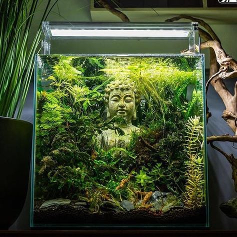 Jungle Fish Tank, Asian Aquarium Ideas, Natural Aquarium Ideas, Aquarium With Plants, Biotope Aquarium, Small Aquarium, Fish Aquarium Decorations, Aquarium Set, Fish Tank Terrarium