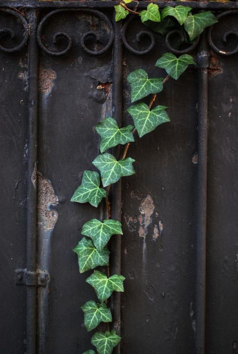 Natural Garland, Hedera Helix, English Ivy, Ivy Plants, Green Ivy, Bougainvillea, Robins, Secret Garden, Beautiful Gardens