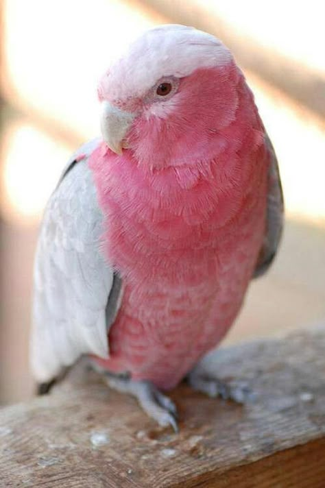 This #pink bird transformed into a Naughty Girl -#naughtybynature Notebook Study, Pink Bird, White Bird, Exotic Birds, Tickled Pink, Pretty Birds, Everything Pink, Colorful Birds, Bird Watching