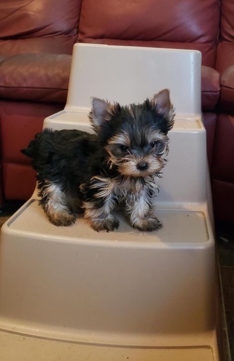 Tiny Tot Yorkies in Missouri | Yorkshire Terrier puppies | Good Dog Puppy Care Package, Yorkies Puppies, Mini Yorkie, Yorkshire Puppies, Puppy Fever, Yorkshire Terrier Puppy, Cute Teacup Puppies, Teacup Yorkie Puppy, Cute Small Dogs