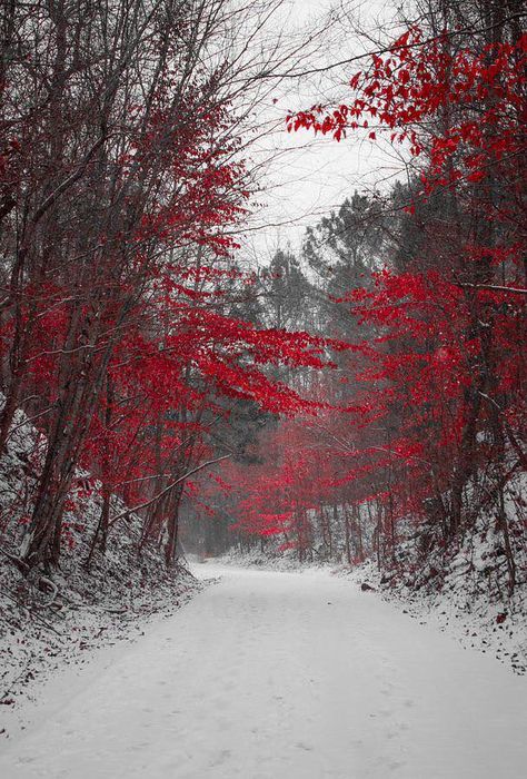 Snowy Red Trees. Foto Langka, Winter Szenen, Red Blossoms, Red Tree, Winter Scenery, Winter Beauty, Snow Scenes, Winter Pictures, Winter Landscape