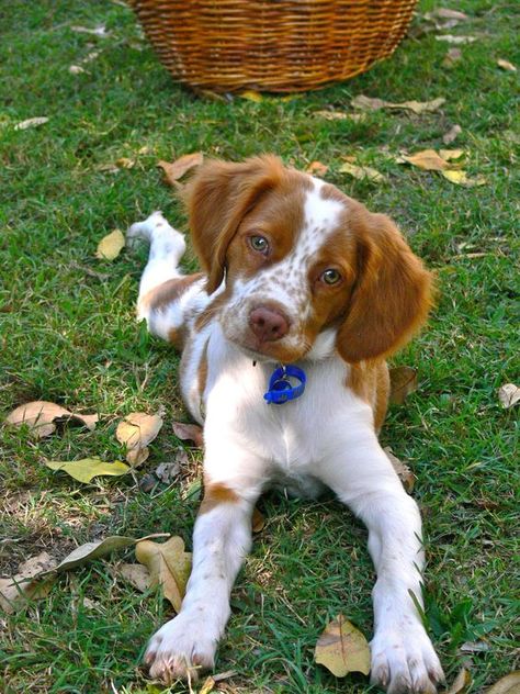 Brittney Spaniel, Brittany Spaniel Puppies, Brittany Puppies, French Brittany, Brittany Spaniel Dogs, Head Tilt, Brittany Spaniel, Spaniel Puppies, Spaniel Dog