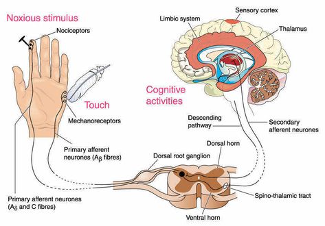 When a peripheral injury occurs the nociceptive stimulus is transmitted by primary afferent neurons to the dorsal horn neurons. The dorsal horn neurons in the spinothalamic tract project to the thalamus and then to the primary somatosensory cortex resulting in the perception of pain. Spinothalamic Tract, Dorsal Root Ganglion, Control Theory, Referred Pain, Cognitive Activities, Nerve Fiber, Complex Regional Pain Syndrome, Limbic System, Endocannabinoid System