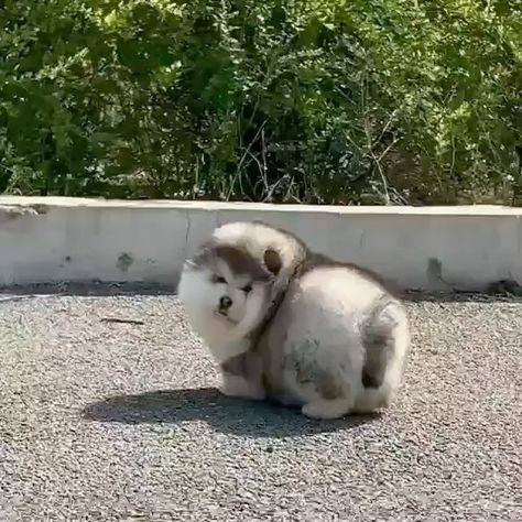 15.6k Likes, 197 Comments - Round Animals (@round.boys) on Instagram: “Have you ever seen a boy this fluffy . . . 📹dm for credit  #dogs #cute #animals #animal #round…” Round Animals, Alaskan Malamute Puppy, Silly Pets, Puppy Fluffy, Dog Goals, Alaskan Dog, Malamute Puppy, Training Food, Alaskan Malamute Puppies