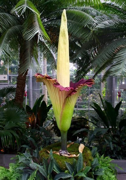 The Titan Arum plant (Amorphophallus titanum), also known as the corpse flower or stinky plant, is seen in full bloom at the United… Amorphophallus Titanum, Titan Arum, United States Botanic Garden, Corpse Flower, Weird Plants, Unusual Plants, Unusual Flowers, Rare Flowers, Pretty Plants