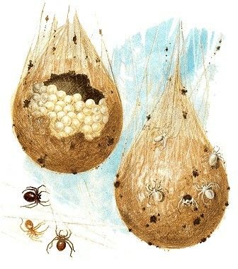 Spider egg sacs Spider Egg Sack, Spider Unit, Spider Eggs, Insect Eggs, Spider Baby, Raven Bird, Giant Spider, Holiday Crafts For Kids, Egg Art