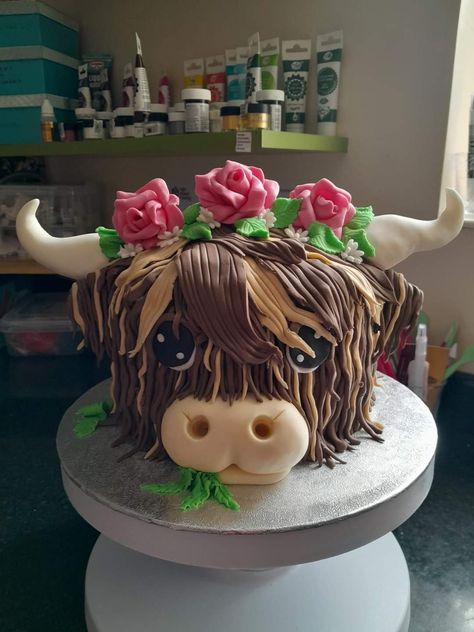 Shetland Cow, Chocolate Guy, Highland Cow Cake, Farm Cakes, Cow Birthday Cake, Cow Cupcakes, Bd Cake, Cow Cake, Cow Cakes