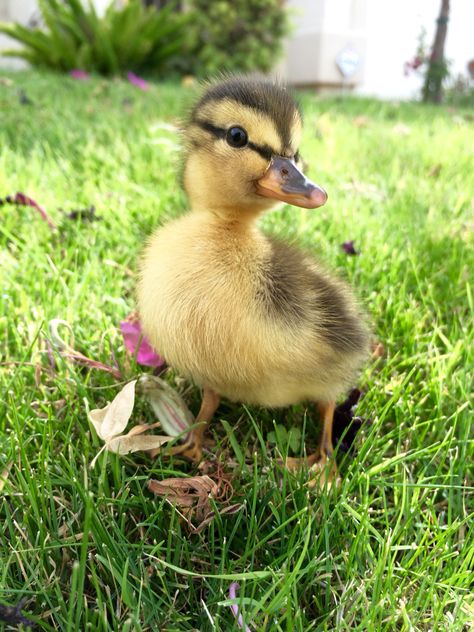 Duck Photos, Lake Animals, Cute Ducks, Duck Pictures, Duck And Ducklings, Duck Photo, Cute Ducklings, Duck Art, Boost Your Mood