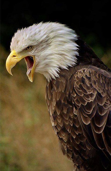 Angry Eagle Burung Kakatua, Aigle Royal, Screaming Eagle, Photo Animaliere, Eagle Pictures, Animale Rare, Golden Eagle, An Eagle, All Birds