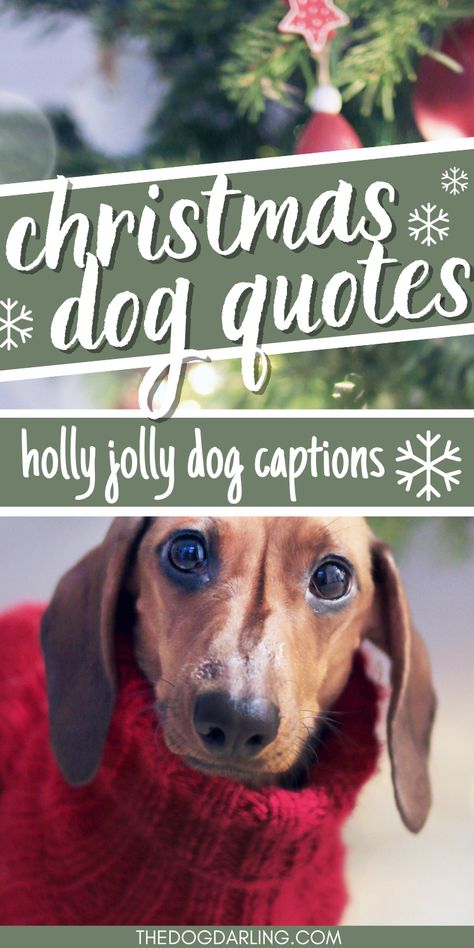 If you are looking for dog christmas quotes then this post is for you. These dog christmas captions are great for Instagram or christmas cards! Doggie Christmas Photos, Dog Messages To Owner, Dog Holiday Card Ideas, Dog Holiday Quotes, Christmas Quotes Dogs, Funny Christmas Cards With Dogs, Funny Pet Christmas Cards, Dog Christmas Card Sayings, Christmas Dog Sayings