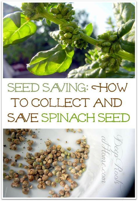 Seed Saving: How To Collect and Save Spinach Seed. #garden #gardening #outdoor #outdoors #spring #fall #summertime #food #plants #seedsaving #seeds #thrifting #frugal #spinach #collect #ideas #tips #howto #planning #planting #gardener #homesteading #homestead #pollen #greens #green #smoothies Seed Saving Storage, Harvesting Seeds, Table Meals, Hearth Witch, Summertime Food, Seed Garden, Saving Seeds, Gardening Food, Spinach Seeds