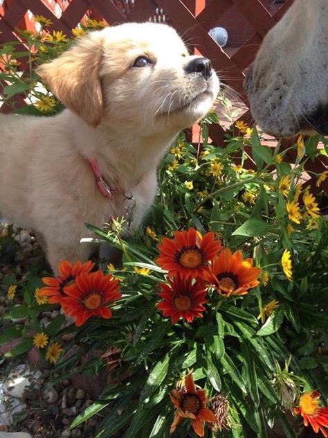 Dog Pfps, Dog Aesthetic, Cute Creatures, Cute Little Animals, 귀여운 동물, The Flowers, Animals Friends, Botany, I Love Dogs