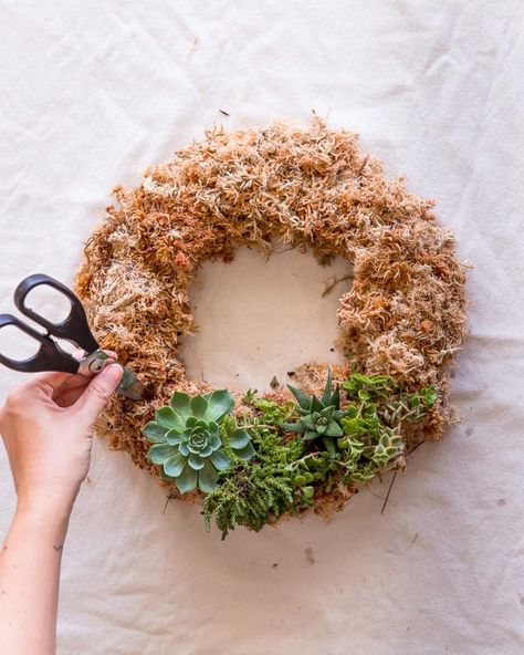 Diy Succulent Wreath, Love Diy Crafts, Succulent Wreath Diy, Stick Christmas Tree, Succulent Planter Diy, Living Wreath, Moss Wreath, Sustainable Christmas, Succulent Garden Diy