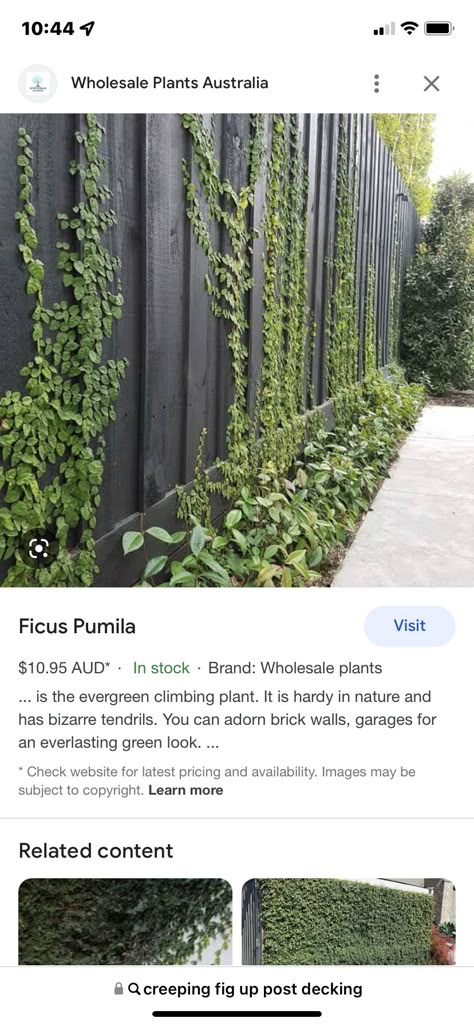 Creeping Fig Wall Outdoor Spaces, Creeping Fig On Fence, Creeping Plants Wall Fence, Ficus Pumila Wall, Duplex Landscaping, Climbing Plants Fence, Lawn Free Yard, Evergreen Climbing Plants, Rainforest Garden