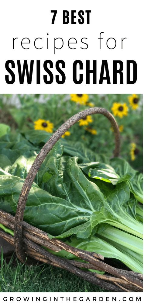 Recipes For Swiss Chard, Chard Growing, Cooking Swiss Chard, Chard Recipes Healthy, Growing Swiss Chard, Swiss Chard Recipes Easy, Red Chard, Swiss Chard Recipes, Chard Recipes