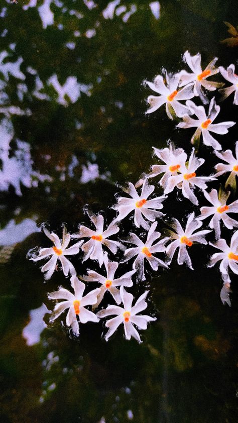 floating Night-Flowering Jasmine (Paarijaat) Night Jasmine Flower Art, Night Flowers Photography, Night Jasmine Tattoo, Indian Aesthetic Flowers, Shiuli Flower Painting, Raat Rani Flower, শিউলি ফুল Photography, Night Jasmine Flower Painting, Night Jasmine Flower Aesthetic