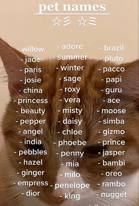 Cat Ideas Name, Good Names For Cats, Name Idea For Cat, Aesthetic Names For Pets, Pet Names For Animals, Stuff Animal Names Ideas, Aesthetic Kitten Names, Cute Kittens Names, Pet Cat Names