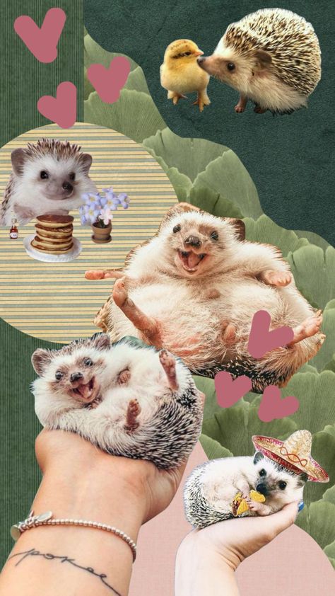 #hedgehog Hedgehog Wallpaper Aesthetic, Hedgehog Aesthetic, Hedgehog Wallpaper, Cute Hedgehog, Forest Wallpaper, Rodents, Paper Background, Cute Wallpapers, Art Style