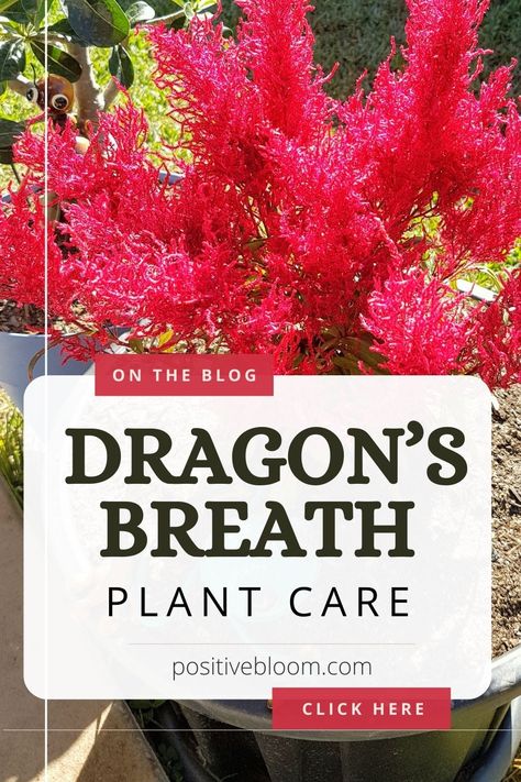 Check out the basic requirements for the dragon’s breath plant, find out more about its common issues, and learn how to treat them successfully. Dragons Breath Celosia, Dragon Breath Flower, Dragons Breath Flower, Dragon Plant Care, Dragons Breath Plant, Dragon Plant, Plants Around Pool, Dragon Breath, Garden Perennials