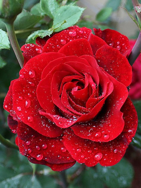 Roses are red Violets are blue Sugar is sweet and so are you Rose Belle, Single Red Rose, Belle Rose, Colorful Roses, Beautiful Rose Flowers, Water Droplets, Love Rose, Flower Beauty, Love Flowers