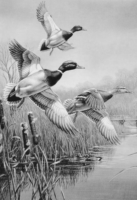 Hunting Drawings, Waterfowl Art, Hunting Tattoos, Duck Drawing, Pyrography Patterns, Pencil Drawings Of Animals, Realistic Pencil Drawings, Hunting Art, Duck Art