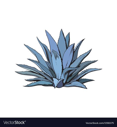 White Background Drawing, Blue Agave Plant, Agave Cactus, Aztec Culture, Plant Tattoo, Blue Agave, Colorful Illustration, Agave Plant, Background Drawing