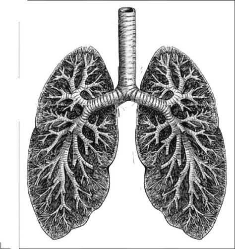 Labeled diagram human lungs - buzzle, Lungs form the central ... Anatomy Drawing Vintage, Lungs Anatomy Drawing, Anatomical Heart Tattoos, Lungs Drawing, Lungs Anatomy, Lungs Art, Lung Anatomy, Anatomical Heart Tattoo, Human Lungs