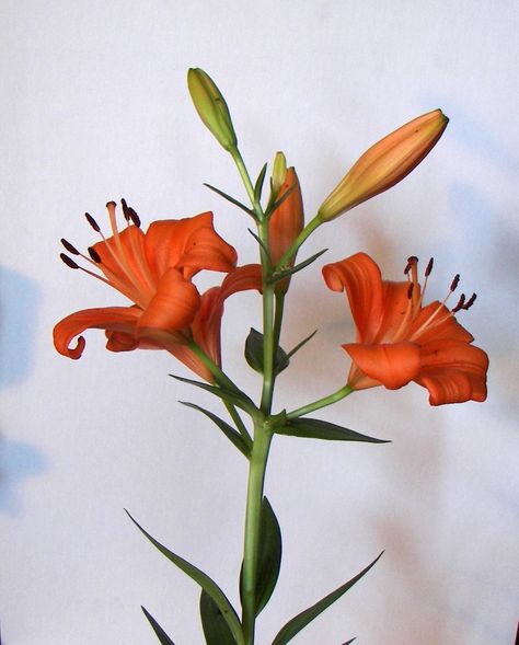 Orange Asian Lily Asian Lily, Asian Lilies, Orange Lily, Lily Painting, Marina And The Diamonds, Cover Pics, Lily Flower, Drawing Reference, Planting