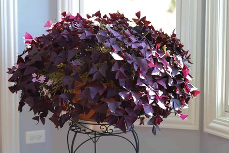 19 Absolutely Stunning Purple Houseplants For Your Home Goldfish Plant, Purple Shamrock, Oxalis Triangularis, Wood Sorrel, Elephant Ear Plant, Pitcher Plant, Carnivorous Plants, Mother Plant, Plant Needs