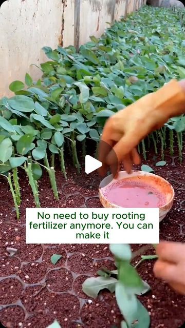 Garden Hacks on Instagram: "root stimulant #gardening #gardentools #gardeningtools #tool #tools #gardeningmakemehappy #handtools #cooltools #satisfying #gardeners #gardeninspiration #gardening #trees #tree #treesofinstagram #treestreestrees #treestagram #gardeningtips" Strawberry Garden Ideas, Strawberry Gardening, Garden Strawberry, Small Garden Design Ideas, Small Water Gardens, Strawberry Planter, Grafting Plants, Strawberry Plant, Garden Remedies