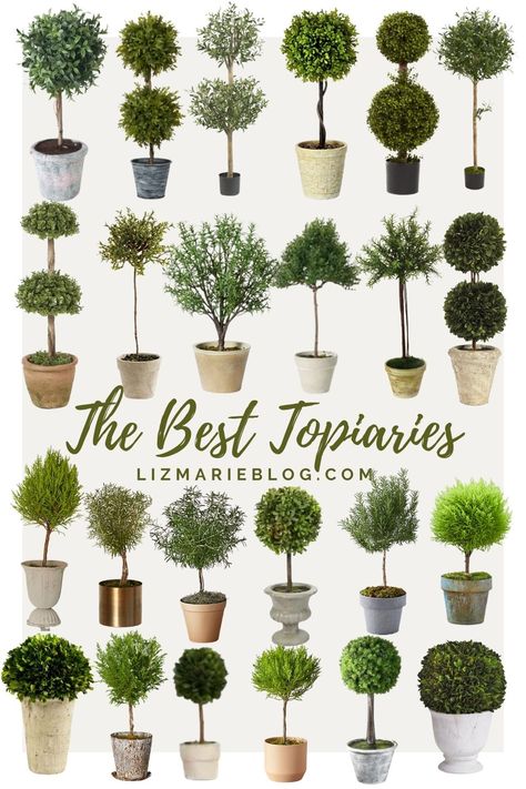 Best Topiary Plants, Decorating With Topiaries Indoors, Best Topiary Trees, Topiary In Pots, Topiary On Mantle Fireplaces, Topiaries On Mantle, Evergreen Topiary Trees, Topiaries In Pots, Diy Boxwood Topiary