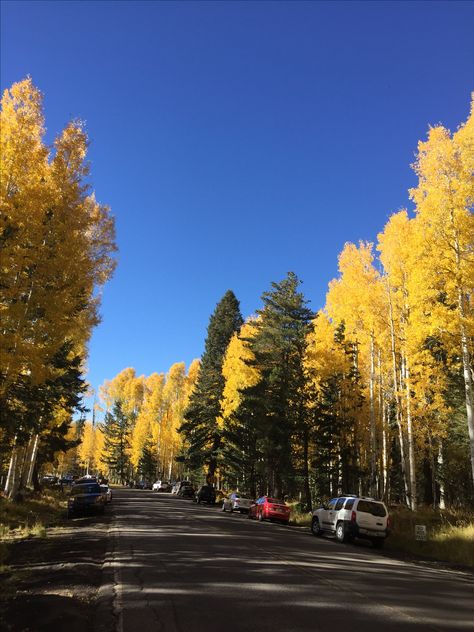 Fall in the high country of Arizona - Flagstaff AZ Flagstaff Arizona Aesthetic, Autumn Board, Arizona Aesthetic, Flagstaff Arizona, Flagstaff Az, Flagstaff, Travel Bucket List, The High, Spooky Season