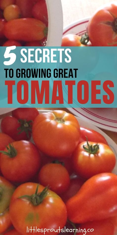 5 Secrets to Growing Great Tomatoes-Little Sprouts Learning Raised Tomato Beds, Trellis Tomatoes, Tomato Diseases, Tomato Disease, Spring Vegetable Garden, Tips For Growing Tomatoes, Garden Tomatoes, Grow Tomatoes, Spring Vegetables