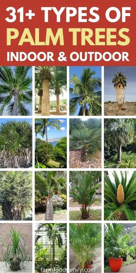 31  Different Types Of Palm Trees With Pictures (Indoor, Outdoor) 🌴 Types Of Palm Trees, Canary Island Date Palm, Palm Plants, Indoor Palm Trees, Palm Tree Photography, Small Palm Trees, Tropical Islands Paradise, Indoor Palms, Kentia Palm