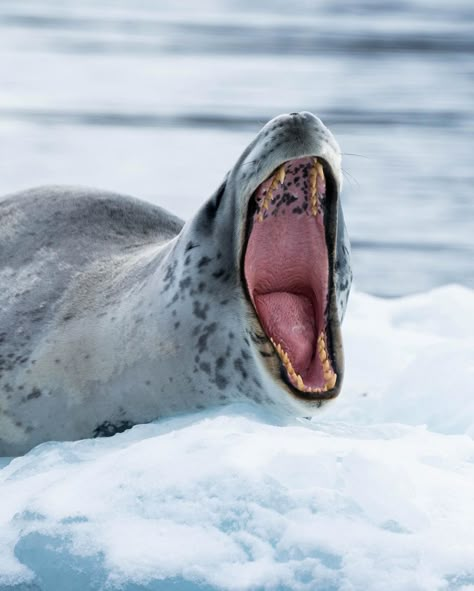 Hard Images, Seal Face, Leopard Seal, Animal References, Animal Study, Apex Predator, Prehistoric Animals, Like Animals, Sea Lion