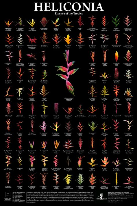 Heliconia Plant, Heliconia Flower, Hawaiian Plants, Tropical Landscape Design, Tropical Garden Design, Tropical Flower Plants, Tropical Backyard, Flower Poster, Flower Names