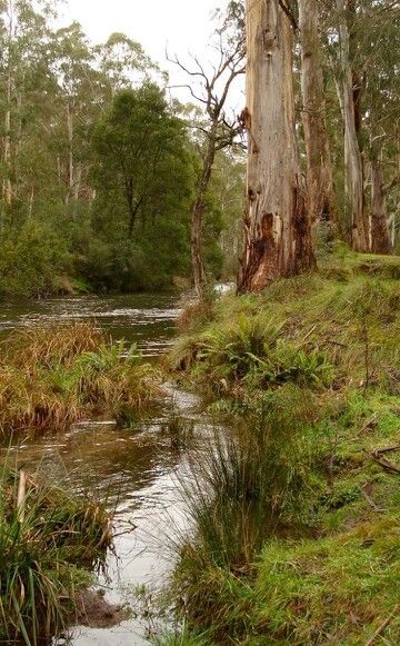 Near Mansfield, Victoria Abc Photography, Australian Landscapes, Australia Landscape, Picnic At Hanging Rock, Australian Trees, Australian Painting, Eucalyptus Trees, Australian Landscape, Outback Australia