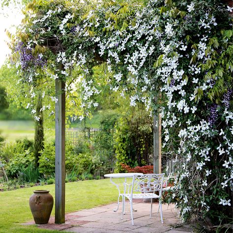 Climbing Roses Trellis, Clematis Trellis, Climbing Clematis, Pagoda Garden, Clematis Montana, Clematis Plants, Climbing Flowers, Jasmine Plant, Gladioli