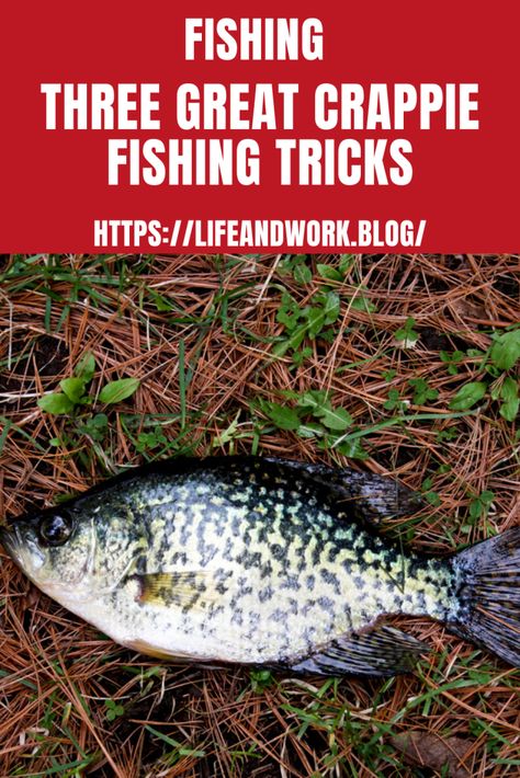 Crappie Rigs, Diy Fishing Gear, Crappie Lures, Crappie Bait, Fishing Tricks, Best Fishing Lures, Crappie Fishing Tips, Crappie Jigs, Homemade Fishing Lures