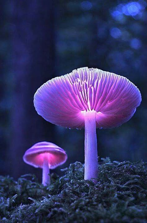 Purple mushrooms Purple Mushrooms, Macro Fotografia, Mushroom Fungi, All Things Purple, Woodland Creatures, Science And Nature, In The Woods, Amazing Nature, Belle Photo