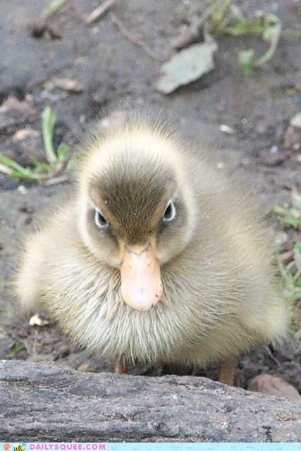 If looks could kill Angry Duck, Cele Mai Drăguțe Animale, Cute Ducklings, Baby Ducks, Pretty Animals, Animal Pics, Sweet Animals, Animal Planet, 귀여운 동물