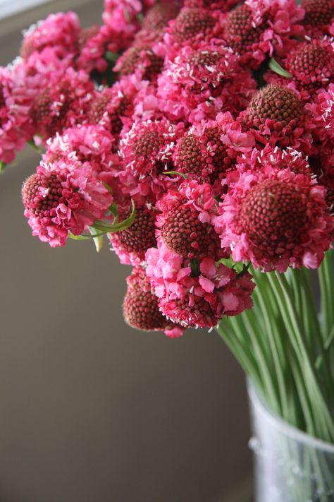 scabiosa Moco rose Ranunculus, Small Hands, Red Peppercorn, Flower Power, Beautiful Flowers, Flower Arrangements, Wedding Flowers, Roses, Flowers