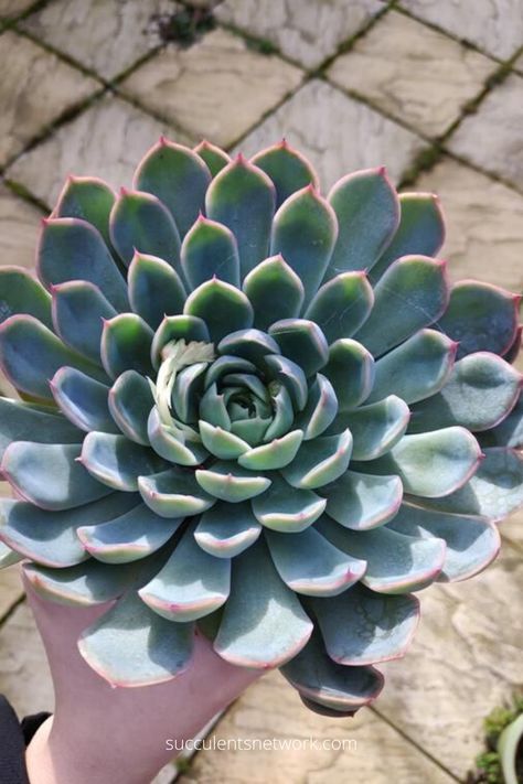 Echeveria Types, Echeveria Care, Different Types Of Succulents, Succulent Leaves, Cactus Planta, Buy Succulents, Cactus Types, Propagating Succulents, Types Of Succulents