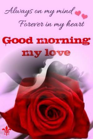 Happy Rose Day My Love, Good Morning Handsome Quotes, Morning My Love, Happy Rose Day, Romantic Good Morning Quotes, Romantic Good Morning Messages, Love My Wife Quotes, Sweetheart Quotes, Good Morning Handsome